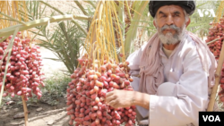 د کرنې وزارت وايي چې د افغانستان د خرما کیفیت، د ګاونډویو هېوادونو د خرما تولیداتو په پرتله ښه ثابت شوی.